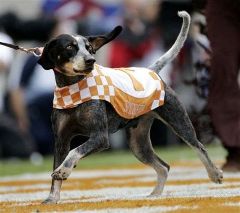 51 best Live Mascots: Smokey of Tennessee images on Pinterest ...