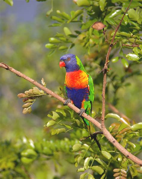 Passerine Birds are More Colorful Close to Equator, Study Confirms ...