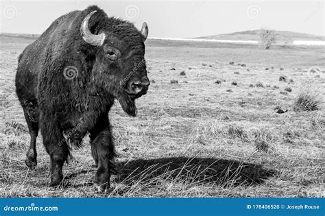 American Bison Photographed in Black and White Stock Photo - Image of black, bull: 178406520