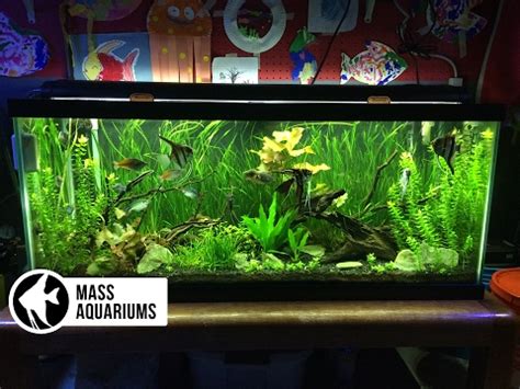 How to set up a FRESHWATER AQUARIUM: Beginners guide to your 1st Fish Tank - YouTube