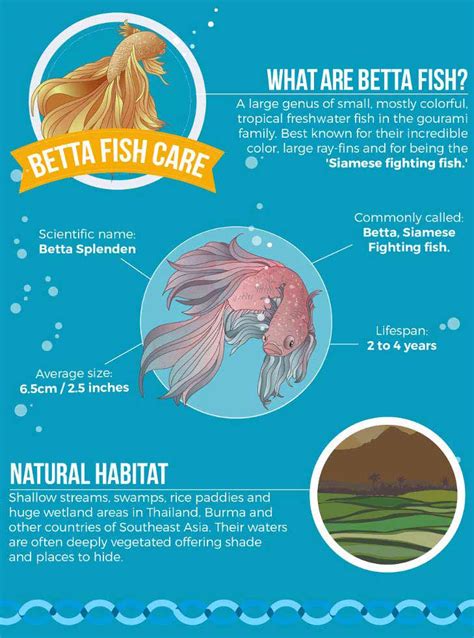 Betta Fish Care | Animal World