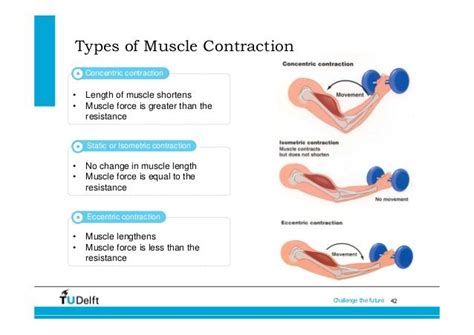 Muscular Strength: The type of contraction affects muscle strength. Eccentric contractions are ...