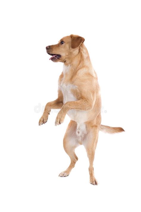 Standing Dog. A golden(fawn) labrador retriever dog standing on its hind legs, i #Sponsored , # ...