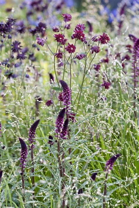 Maddy and Summer | Purple garden, Types of purple flowers, Colorful garden