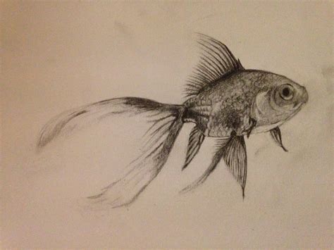 Fish Pencil Drawing at GetDrawings | Free download