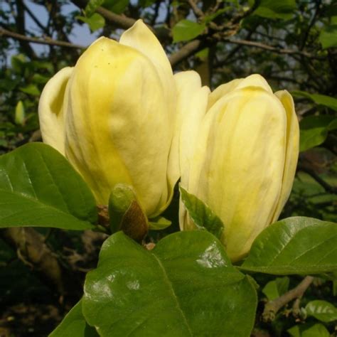 Magnolia Yellow Bird - Buy Yellow Bird Magnolias online - Millais Nurseries