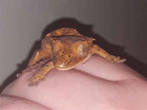 Deformed 4 Month Crested Gecko - CritterFam