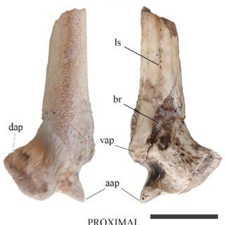 Indeterminate Loricariidae (MMH-CH-85-4-140), left pectoral spine in: a ...