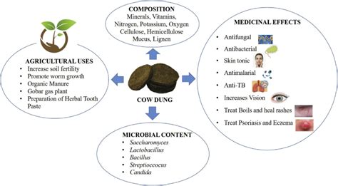 Benefits Of Cow Dung – Village Voice News