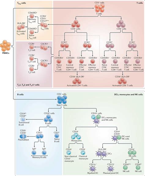 Immunophenotyping & immunophenotyping test lymphoma