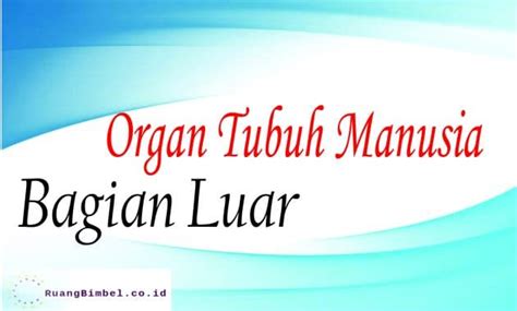 Organ Tubuh Manusia Bagian Luar (Lengkap) - RuangBimbel.co.id