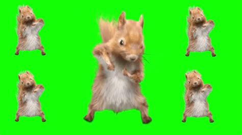 Dancing Squirrel: Video Gallery | Know Your Meme