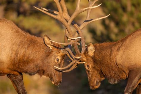 Bull Elk Fighting Close Up stock photo. Image of dominance - 48644966