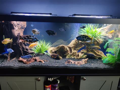 My new 75 gallon setup : r/Aquariums