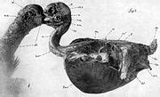 Category:Columbidae anatomy - Wikimedia Commons