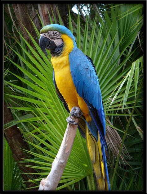 Blue Macaw by linmorash on DeviantArt