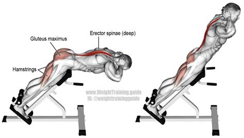 Hyperextension exercise instructions and video | Weight Training Guide ...