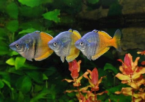 Tropical Community Fishes: Best Fish for Community Tank