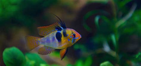 Breeding German Blue Rams | Tropical Fish Hobbyist Magazine