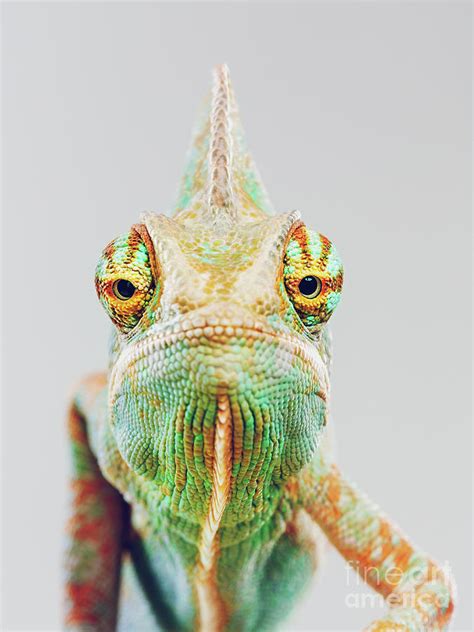 Cute Chameleon Looking At Camera Photograph by Sensorspot