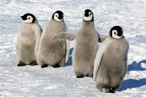 The Penguin Perspective: Getting to Know the Emperor Penguins