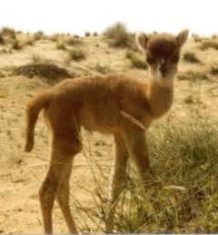 Hybrid Animals.Cama A cama is a male dromedary camel and a female llama. | Weird animals, Animals