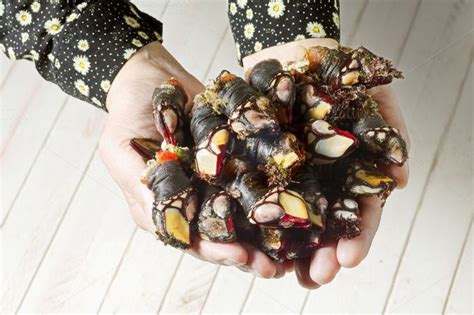 Galician fresh goose barnacles featuring mollusk, shore, and grow | The ...