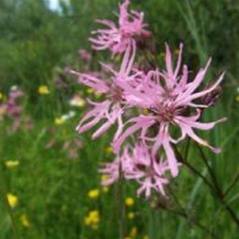 Wild Flower Ragged Robin (Lychnis flos-cuculi) - Flower Seeds - Arboretum Garden Centre