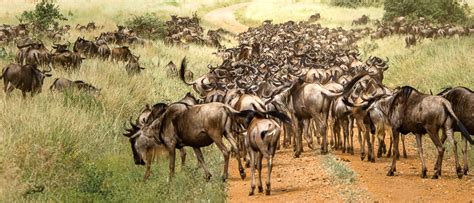 What is The Great Migration? | Safari in East Africa