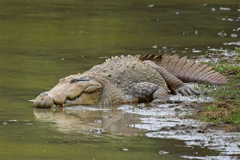 Crocodile Mauls Child to Death in Front of Horrified Parents