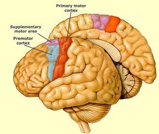 Primary motor cortex supplementary motor area premotor cortex location in brain - www ...