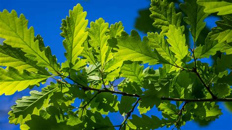 Sessile Oak (Quercus petraea) - British Trees - Woodland Trust