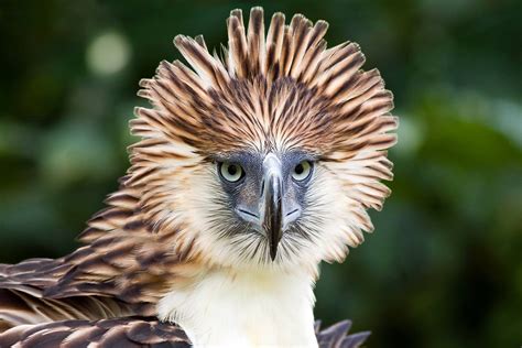 Philippine Eagle(Pithecophaga jefferyi) also known as Monkey-eating ...