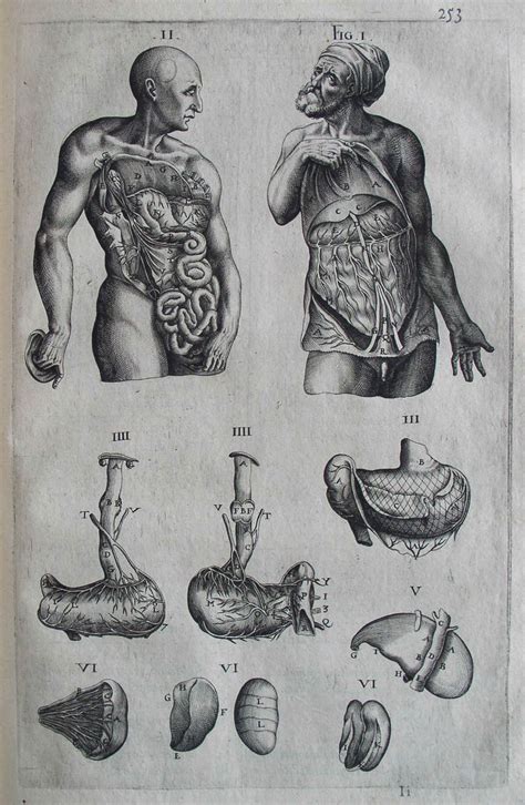 Andreas Vesalius - Anatomical drawings | Medical drawings, Medical illustration, Anatomy drawing