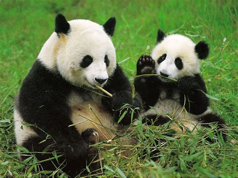 Hình Ảnh Gấu Trúc Panda Dễ Thương Và Đáng Yêu Nhất