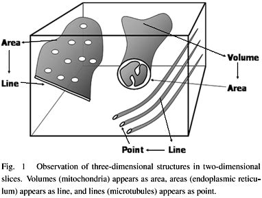 Stereology system - generatorhor