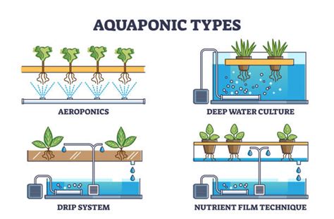 Aquaponics System Stock Photos, Pictures & Royalty-Free Images - iStock