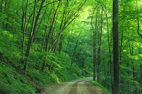 1000+ Great Forest Way Photos · Pexels · Free Stock Photos