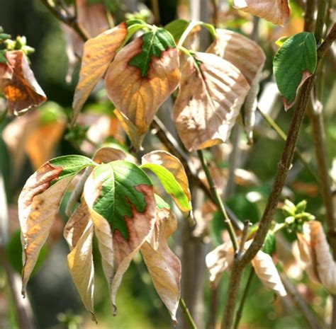 Dogwood Diseases & Insect Pests | Home & Garden Information Center