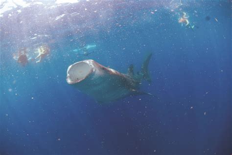 Diving with Whale Sharks in Mexico | Outsider Magazine