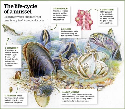 The life-cycle of a mussel. (Illustration by Sandra Doyle). : r/Infographics