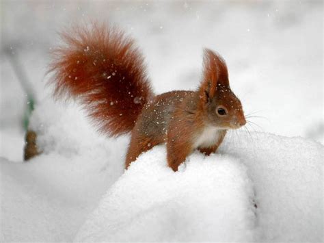 Fotos: Tiere im Schnee - Panorama - Fotogalerien - Badische Zeitung