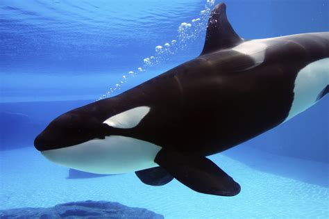 Killer Whale | Wild America Wiki | Fandom