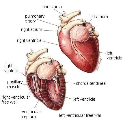 Cat and dog anatomy | Veterinary Teaching Hospital | Washington State University