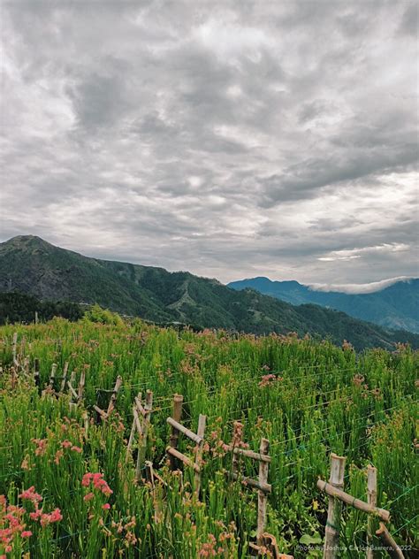 Northern Blossom Flower Farm – JOSHUA CARLOS BARRERA