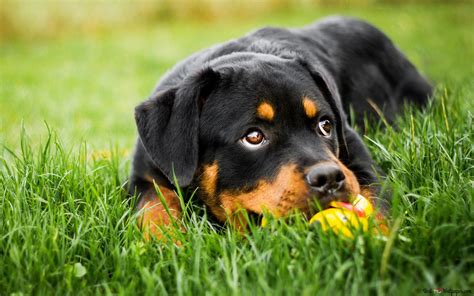 Baby rottweiler HD wallpaper download