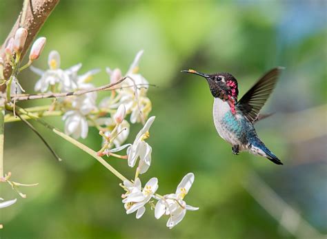 Get to Know the Bee Hummingbird, the World’s Smallest Bird | Audubon