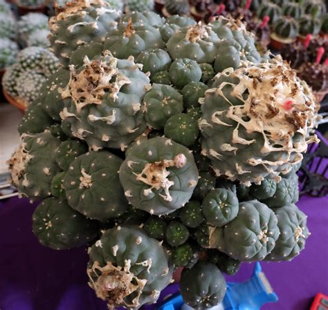 Peyote cactus event in Thailand. Astrophytum, lophophora, ariocarpus ...