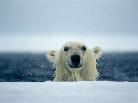 Cute Polar Bears