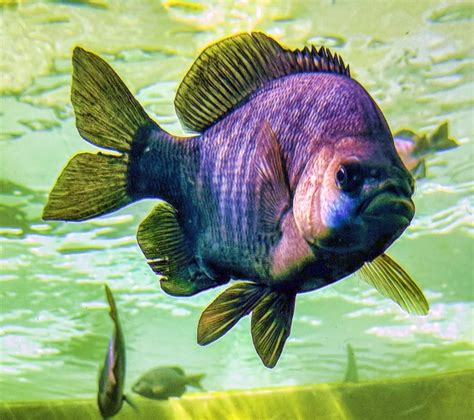 Big Fish Free Stock Photo - Public Domain Pictures